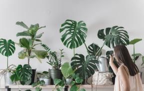 Caring for houseplants