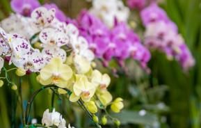 Les différentes variétés d'orchidées