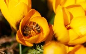 bloembollen voor bijen