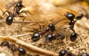  Jak skutecznie zwalczyć mrówki i pająki w ogrodzie? 