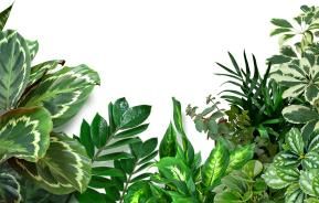 Houseplants after Christmas | Miracle-Gro - David Domoney