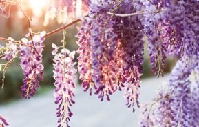 blauwregen wisteria klimplant