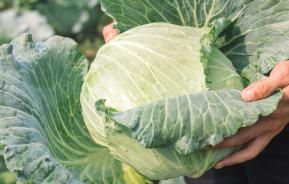 kolen in de moestuin