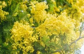 Les fleurs jaunes pour le jardin