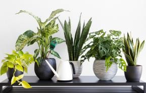Indoor plant pests and diseases