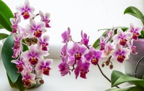 Orchidée