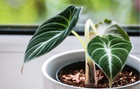 Alokazja – jak dbać o tę niezwykłą roślinę?
