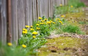 Keeping weeds in the garden down