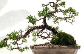 Bonsai verzorgen