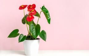 Quelles astuces pour entretenir un anthurium