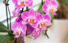 Terreau orchidées Fertiligène 6L
