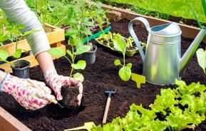 Les carrés potager