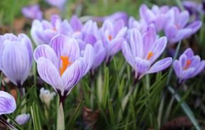 Les plantes à bulbes