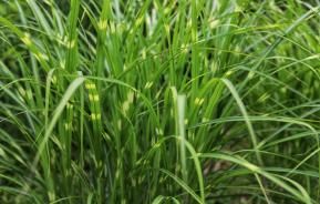 Planter du miscanthus dans son jardin