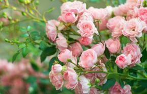 Pruning Roses | David Domoney | Love The Garden