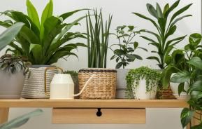 Comment entretenir les plantes de la maison