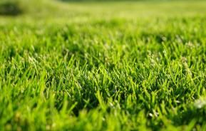 Close-up of thick green lawn