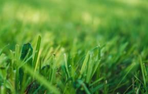 Close-up of thick green lawn