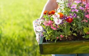 5 astuces pour réussir vos jardinières