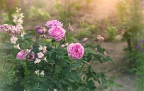 Les maladies et parasites du rosier