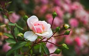 Caring for roses | David Domoney | Miracle Gro