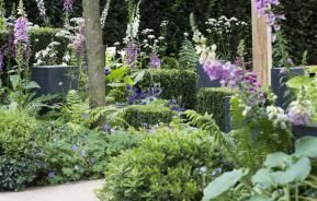 plantenziektes en plagen in de tuin