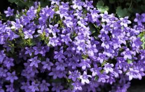 Les plantes violettes à cultiver au jardin