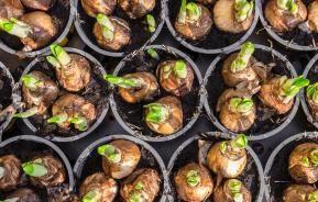 Planting bulbs and demystifying bulb fibre