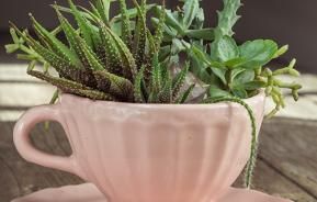 Teacup succulent planter