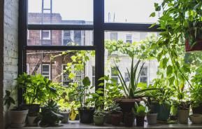 Grow your indoor jungle | David Domoney | Miracle Gro