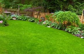 Feeding your lawn | David Domoney | Miracle-Gro