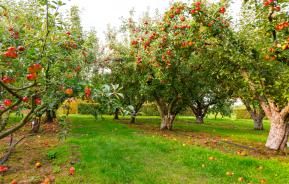 Maladies des arbres fruitiers