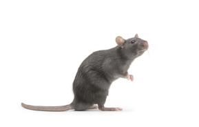 Comment lutter contre les rats