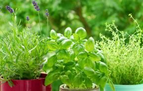 Cultiver des plantes aromatiques sur un balcon