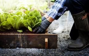 garden planter box