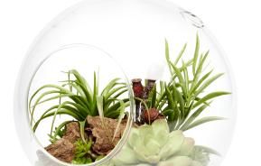 terranium