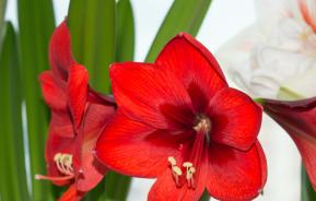 Amaryllis verzorgen