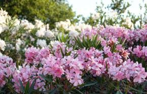 Les plantes méditerranéennes dans votre jardin 