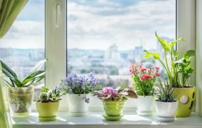 Houseplants on a windowsill | Bringing the fragrance indoors | Miracle Gro