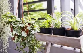 Balcony plants