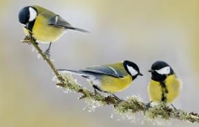 Les oiseaux alliés du jardin