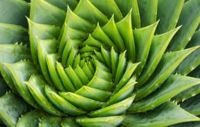 Bienfaits des plantes d'intérieur