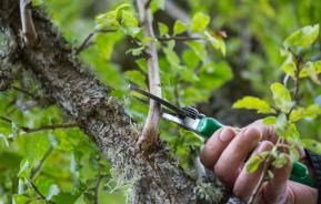 La taille des arbres fruitiers