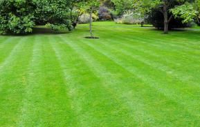 Désherbant jardin gazon Roundup prêt à l'emploi puissant herbicide