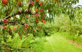 Bien planter un arbre fruitier