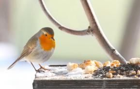 What to feed birds in winter | Love The Garden