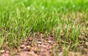 Why isn’t my lawn growing yet?