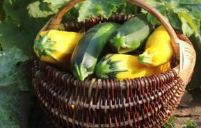 Basket of courgettes in a garden
