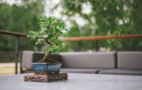 Bonsai tree on a table