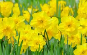 How and when to grow daffodils